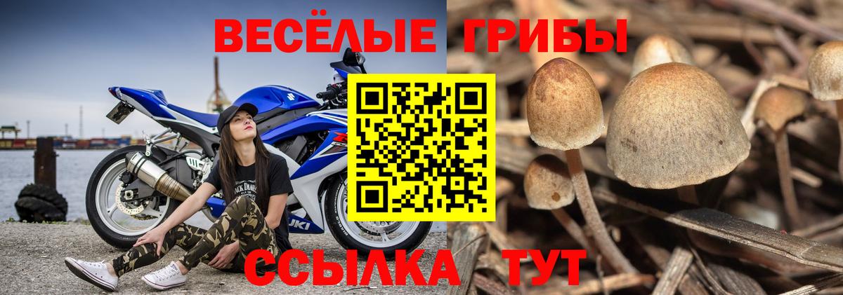 Галлюциногенные грибы Psilocybine cubensis Димитровград